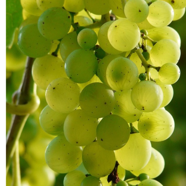 Fruits